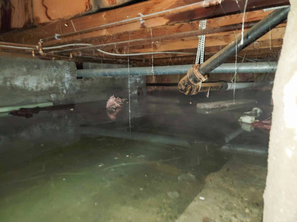 Best 24/7 water damage repair  in Brownsburg, IN