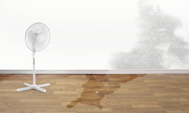 Best Carpet water damage restoration  in Brownsburg, IN